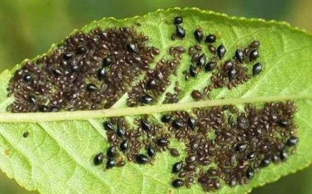 •Садовник обработка против Тли, Ширага карши дорилаш, дори сепиш.