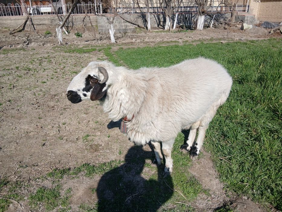 Soĝlom qòchqor sotiladi