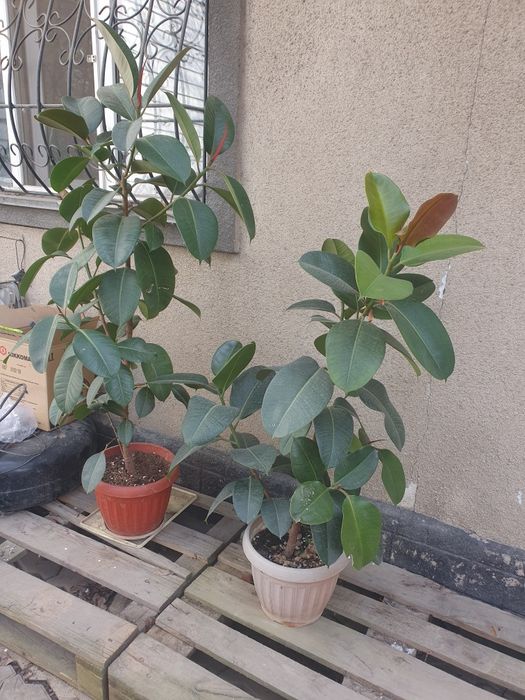Продам каучуконосный фикус.