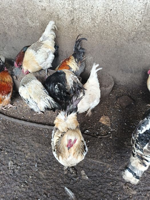 Продам Петухов домашних