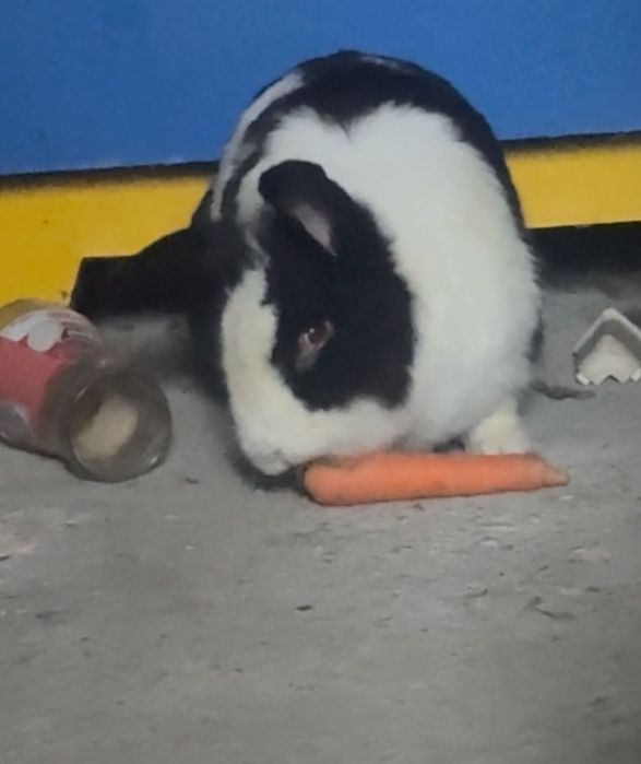 Vând sau schimb iepuraș