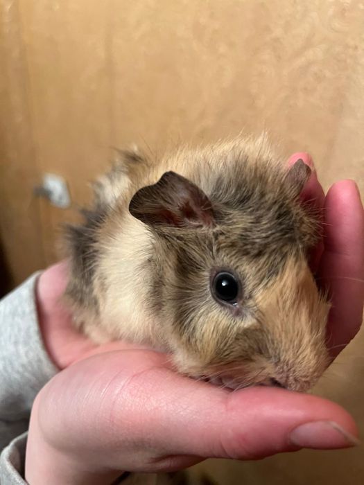Морская свинка продам срочно