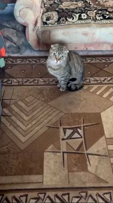 Ищем любящих хозяев коту