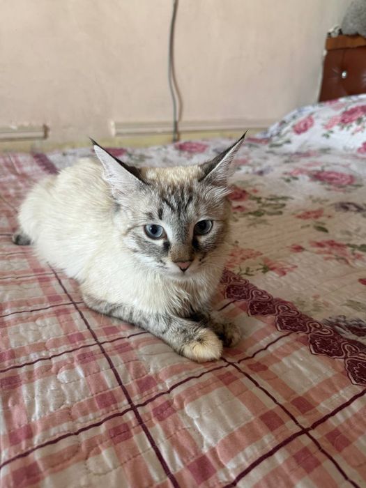 Продам котят в хорошый руки