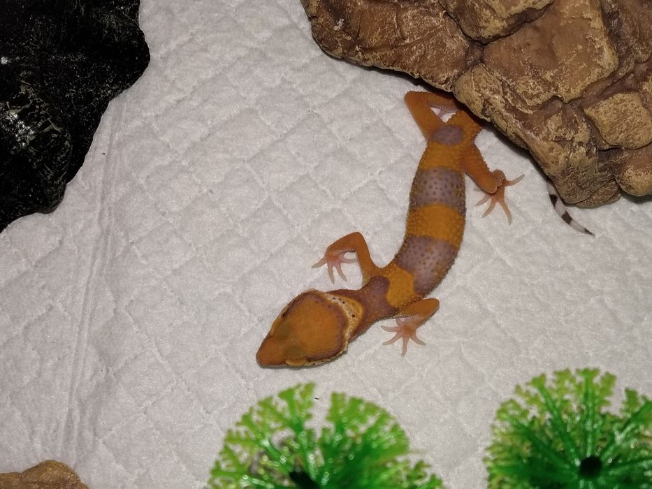 Продается эублефар