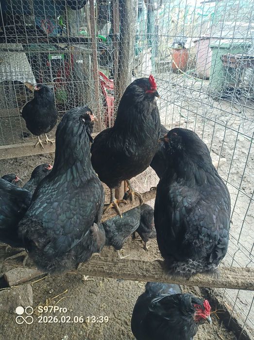 Pui gaini Araucana si oua pentru incubat
