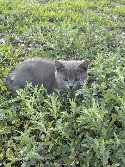 Отдам в добрые руки котенка
