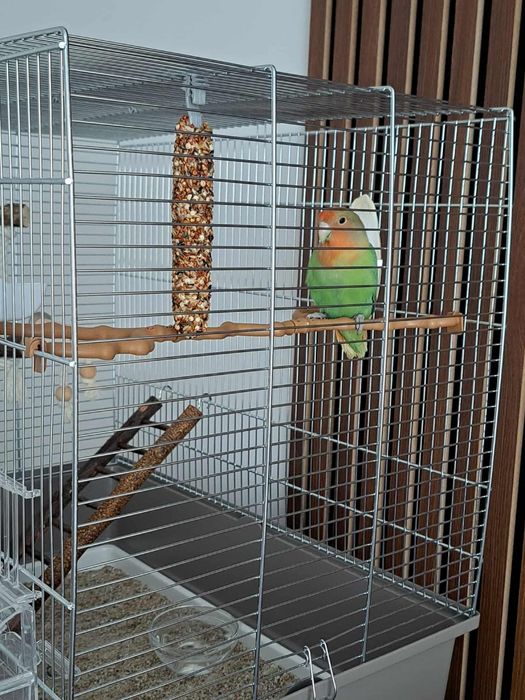 Papagal Agapornis (Amorez)