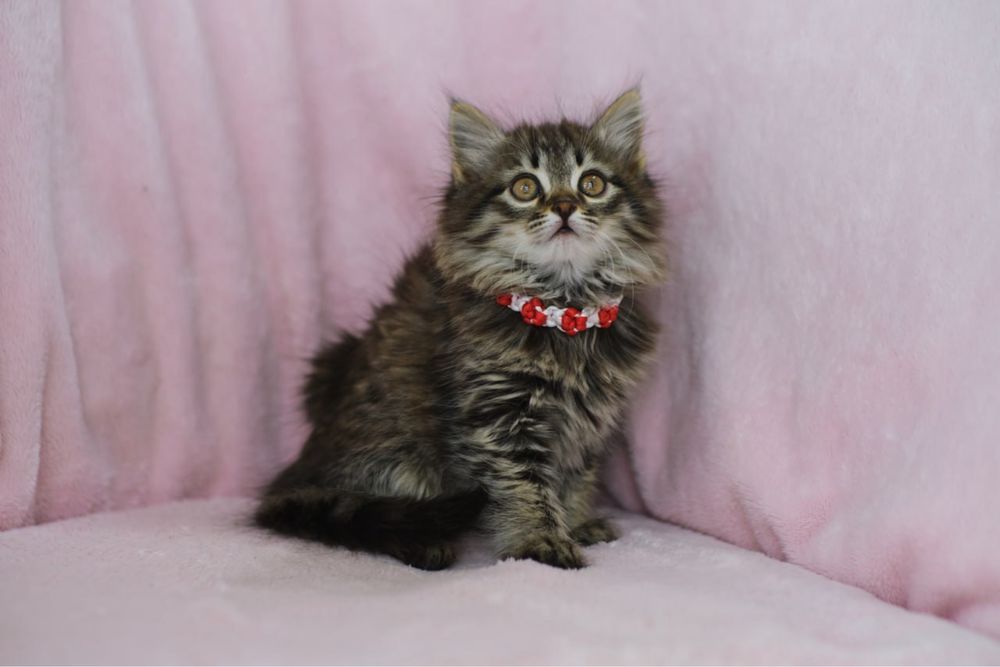 Сибирские котята