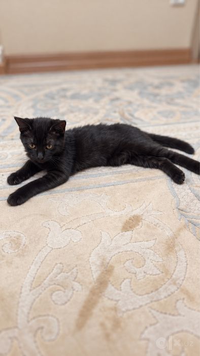 Отдам в добрые руки очаровательного чёрного котёнка!