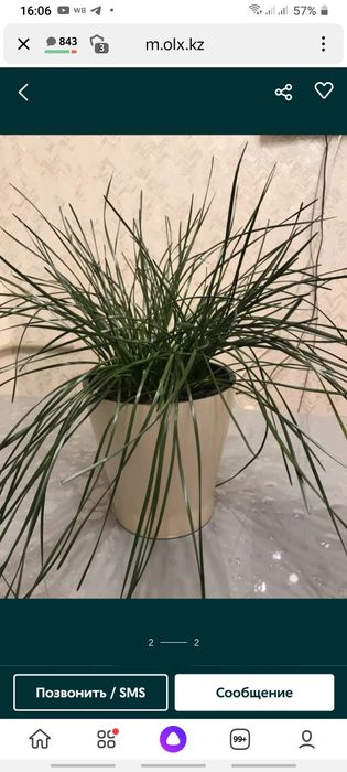 Абутилон,гибискусы