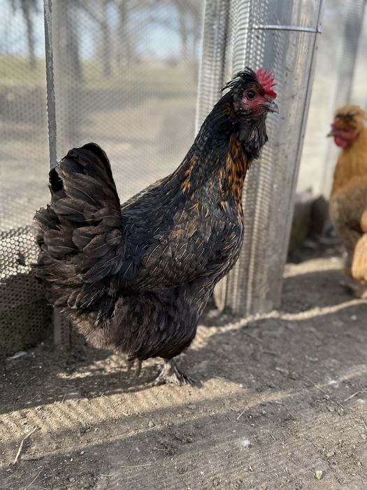 Vand gaini si cocosi motati incaltati barbosi golasi