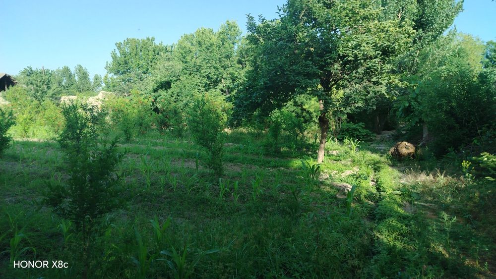 Yer sotiladi 6 sotik