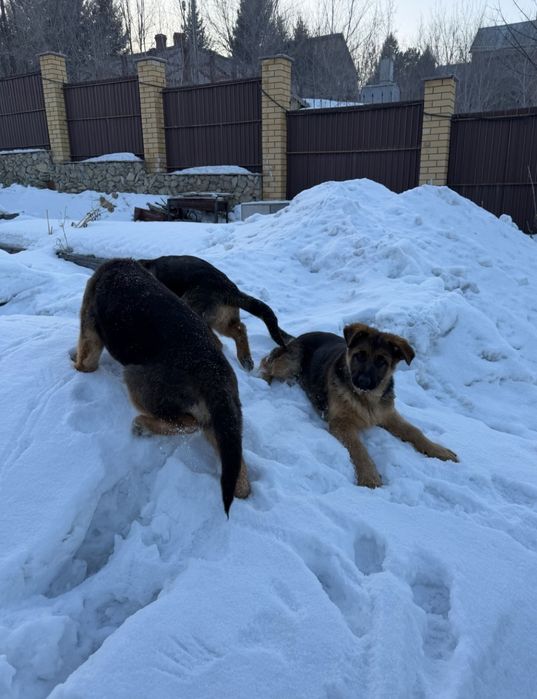 Продаются милые щенки