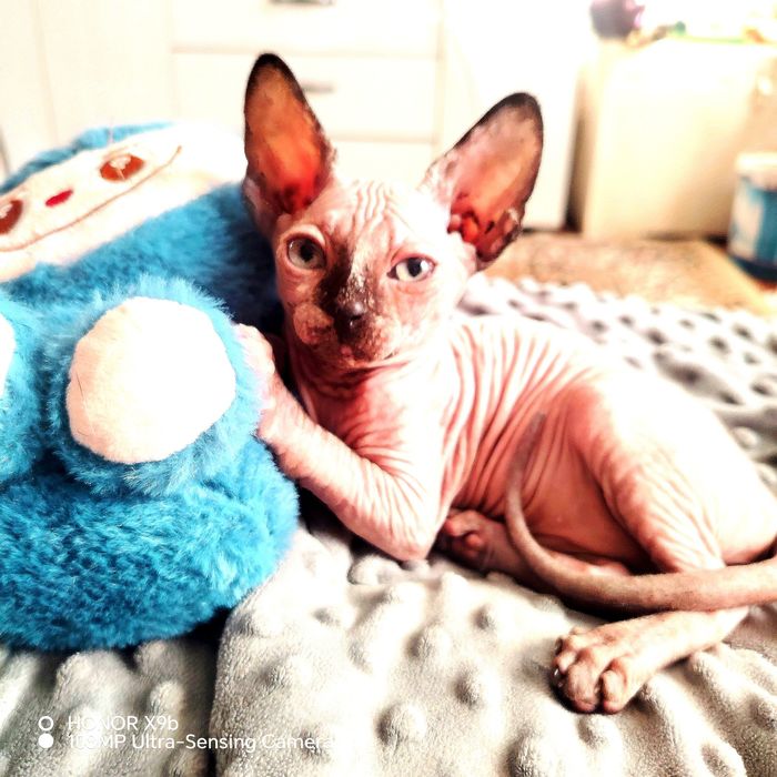 Сфинкс Канадский.