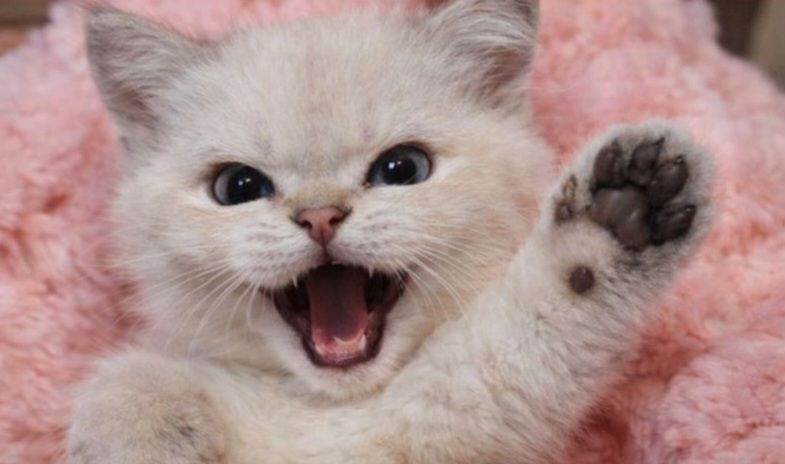 Котята продаю страйт