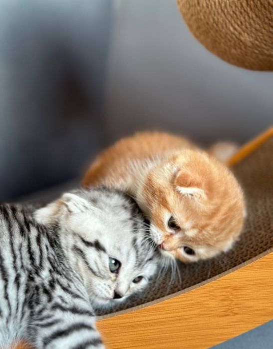 Продам Шотландских котят