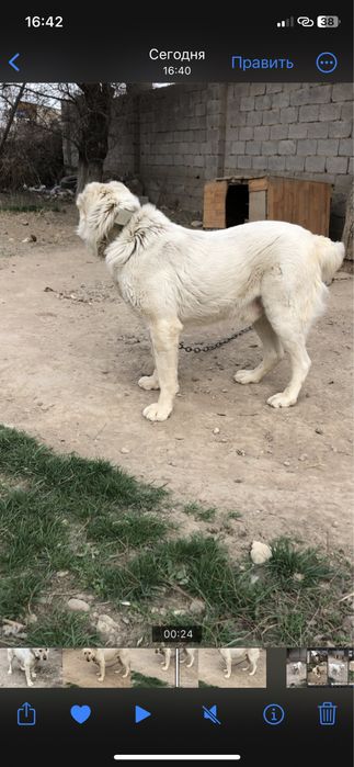 Собака Алабай чистокровный белый.