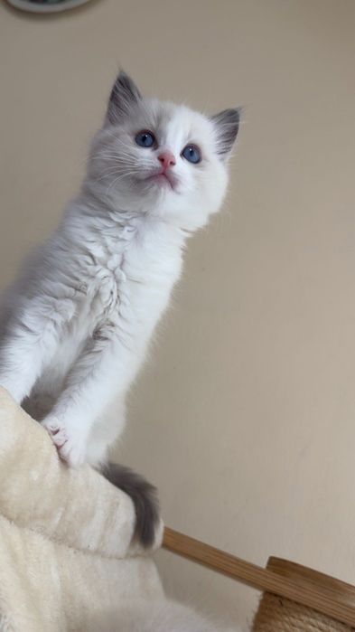 Котка Регдол / Рагдол / Ragdoll cat