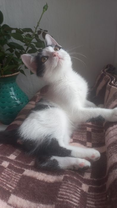 Котёнок мальчик очень игривый