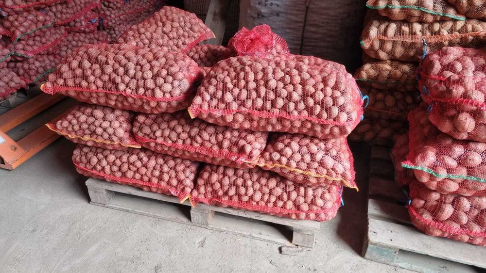 Cartofi samanta alb Edison , Carrera