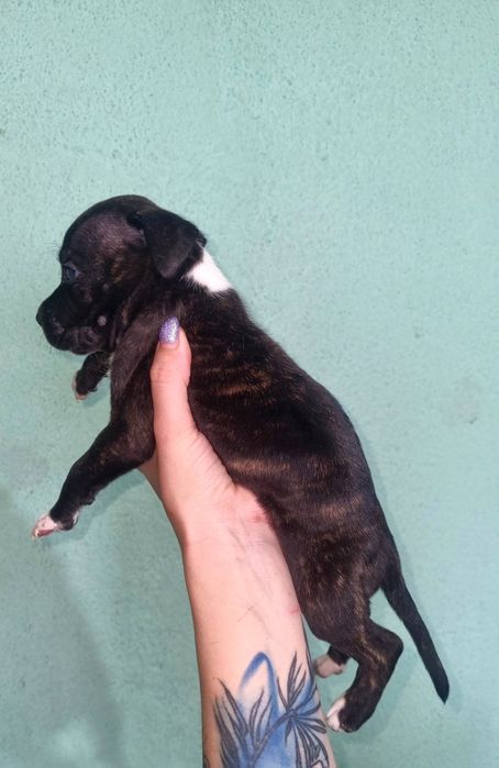 Американский стаффордширский терьер