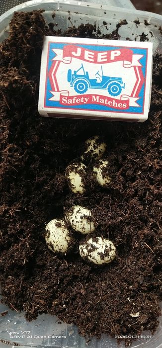 Улитка Африканская Архахатин