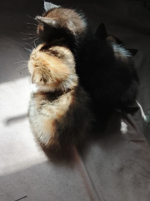 Отдам котят в добрые руки