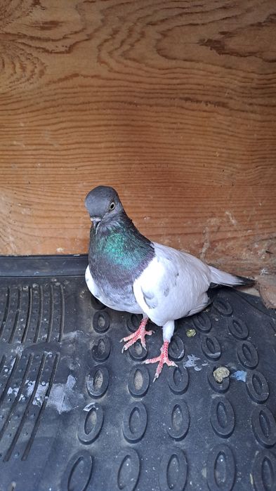 Будапещенски Унгарци