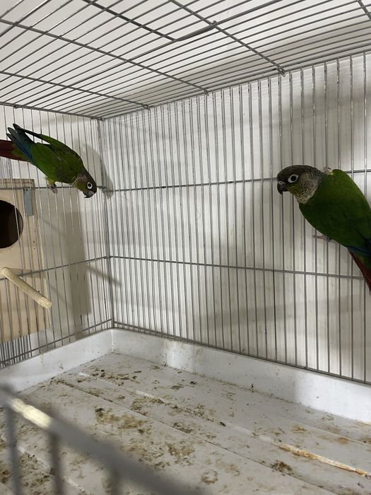 perura malina sotiladi