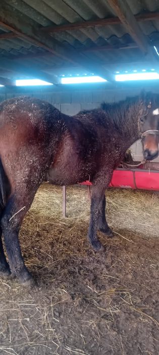 Продам лошадь  стоит на откорме