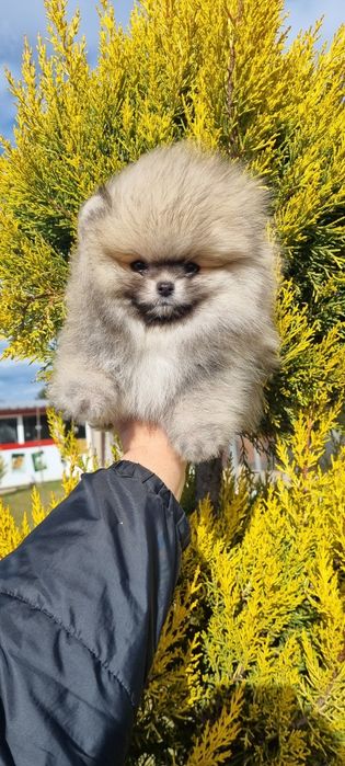 Померан померанче