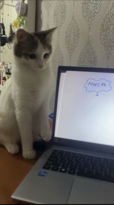 Котенок 7 месяцев девочка