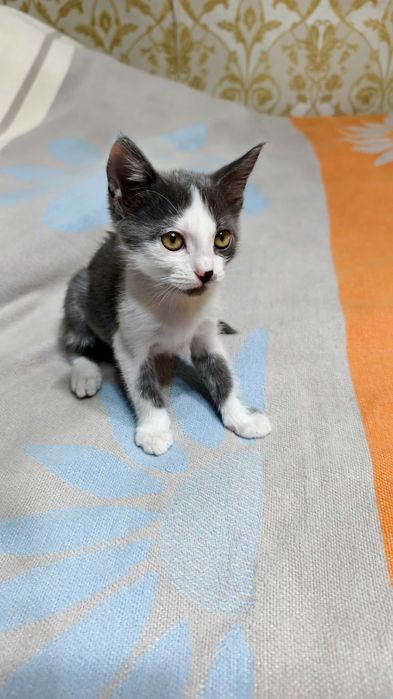 Добрые и ласковые котята