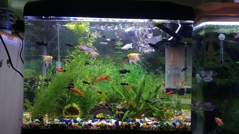 Балыктар сатылады