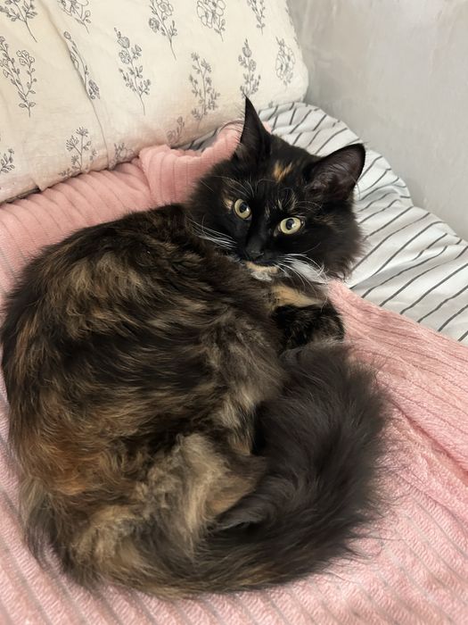 Отдам даром кошку девочка