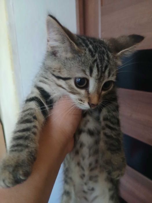 Отдам котят в добрые руки