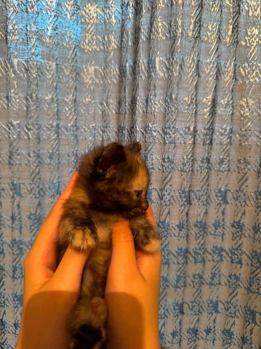 Отдам СРОЧНО котят!!!
