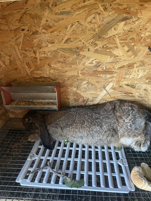 Iepuri berbec german