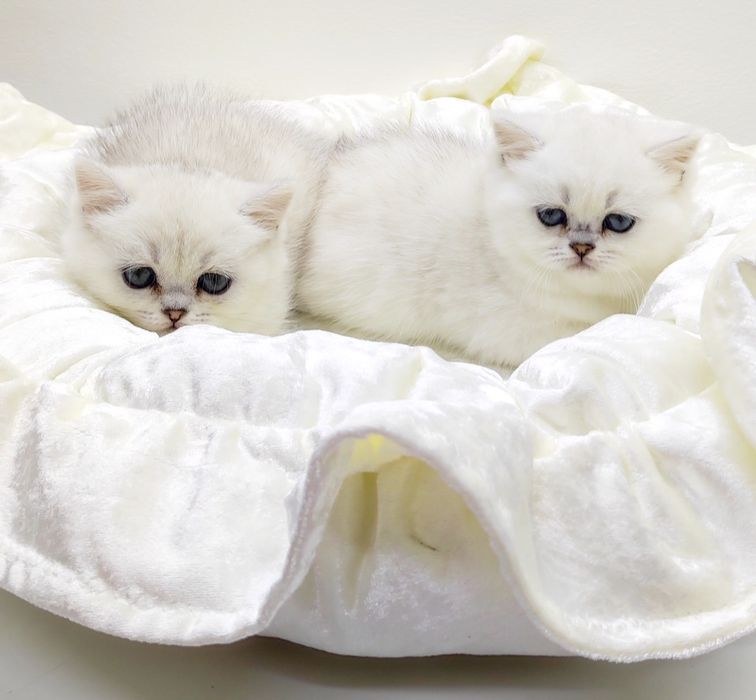 БриТанскИе КотЯтА