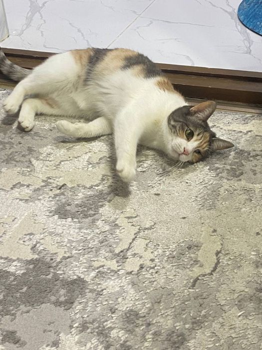 Трехцветная счастливая кошечка. Бесплатно! На участок. Стерелизована