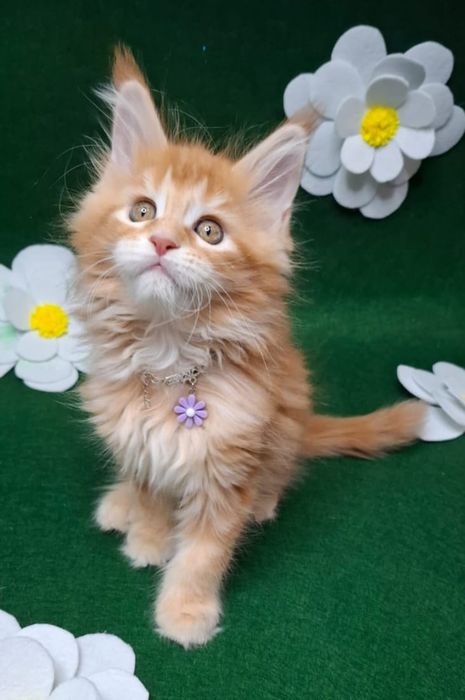 Мейн кун,  котята.