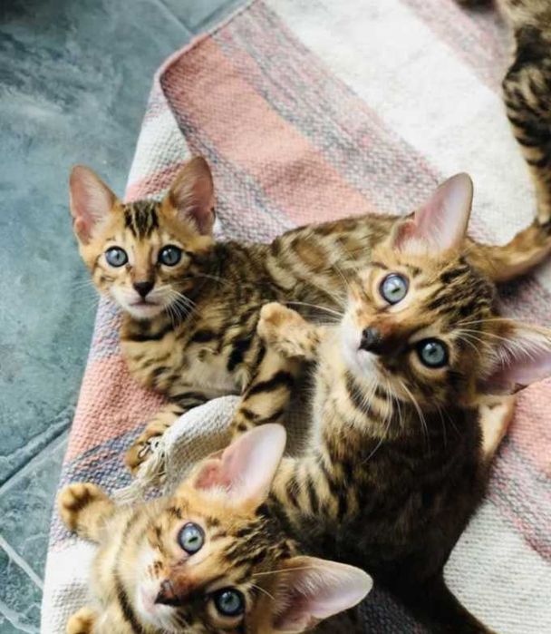 Бенгальские чудо котятки