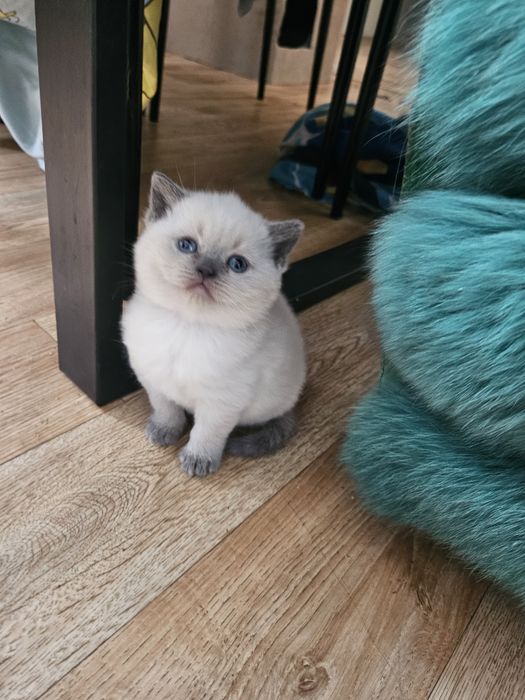 Малко коте  късокосместа чинчила