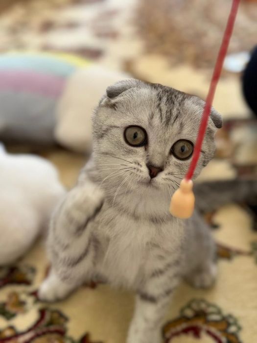 Шотландский вислоухий