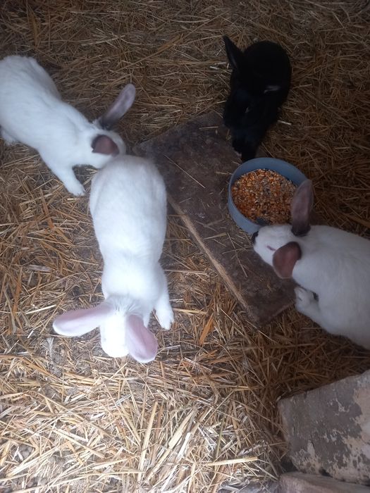 Hycol francez și metiș