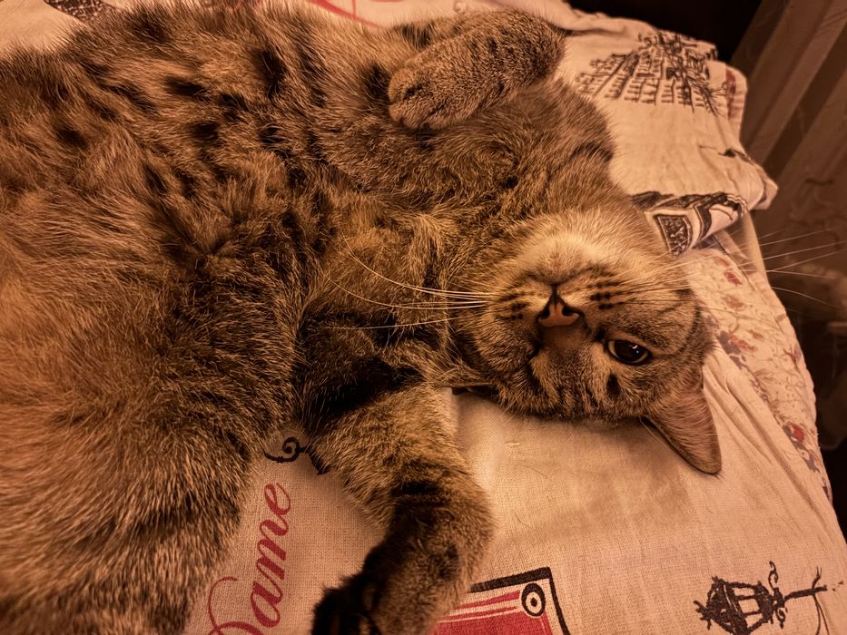 Стерилизованный молодой кот ищет дом