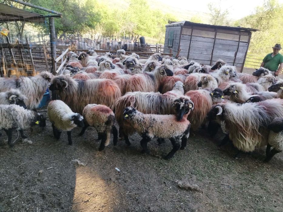 Vând oii și miei. Detali la nr. de tel