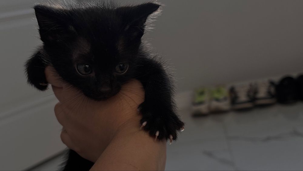 Маленькие Котенки
