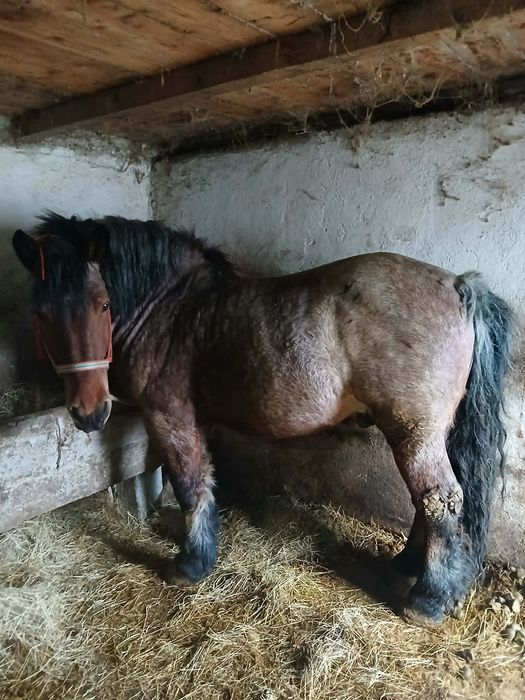 Manz de doi ani jumate muced